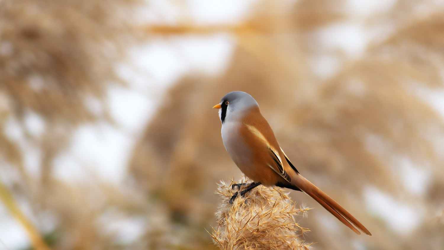 Bearded Reedling